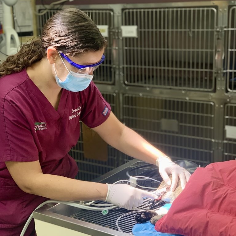 Pet Dentistry in Ijamsville