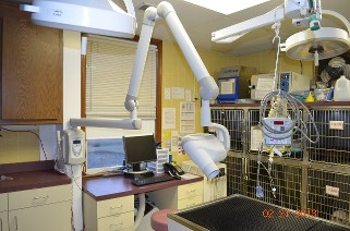 Pet Dental Care in Ijamsville, MD  Pet Dental Care in Ijamsville, MD