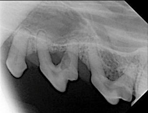 Pet Dental Care in Ijamsville Pet Dental Care in Ijamsville