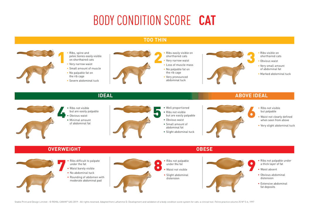 Body Condition Score Cat Body Condition Score Cat