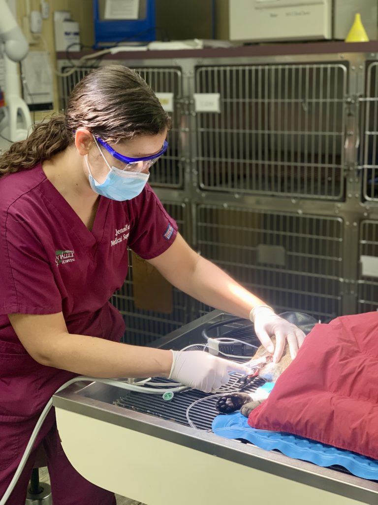 Pet Dental Care in Ijamsville, MD  Pet Dental Care in Ijamsville, MD