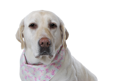 image for Breast Cancer Awareness and Your Pets